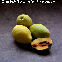 かなりピンボケ 室内で撮る