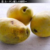 かなりピンボケ 室内で撮る