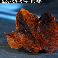 かなりピンボケ ホワイトバランスで遊ぶ