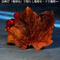 ¤«¤Ê¤ê¥Ô¥ó¥Ü¥± ¥Û¥ï¥¤¥È¥Ð¥é¥ó¥¹¤ò¤Þ¤Ê¤Ö