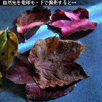 ¤«¤Ê¤ê¥Ô¥ó¥Ü¥± ¥Û¥ï¥¤¥È¥Ð¥é¥ó¥¹¤ò¤Þ¤Ê¤Ö