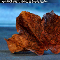 ¤«¤Ê¤ê¥Ô¥ó¥Ü¥± ¥Û¥ï¥¤¥È¥Ð¥é¥ó¥¹ÀâÌÀ