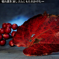 ¤«¤Ê¤ê¥Ô¥ó¥Ü¥± ¥Û¥ï¥¤¥È¥Ð¥é¥ó¥¹ÀâÌÀ