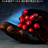 ¤«¤Ê¤ê¥Ô¥ó¥Ü¥± ¥Û¥ï¥¤¥È¥Ð¥é¥ó¥¹ÀâÌÀ
