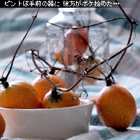 かなりピンボケ 布バックのレイアウト