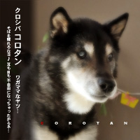 かなりピンボケ コロタンくん紹介