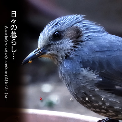 日々の暮らし ヒヨドリ