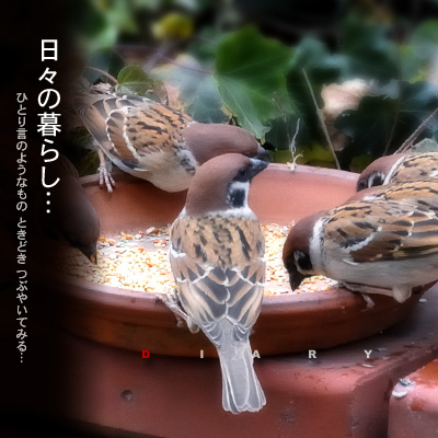 日々の暮らし スズメ