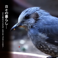 かなりピンボケ ヒヨドリのおハナシ