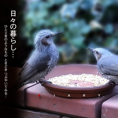 かなりピンボケ ヒヨドリのおハナシ
