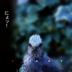 かなりピンボケ ヒヨドリのおハナシ