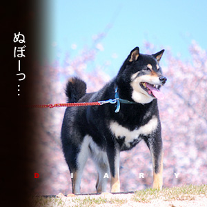 かなりピンボケ コロタンの桜さんぽ