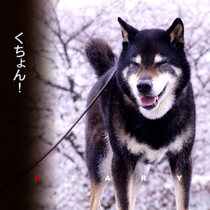 かなりピンボケ コロタンの桜さんぽ