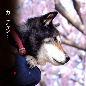 かなりピンボケ コロタンの桜さんぽ