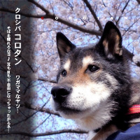 かなりピンボケ コロタンと桜