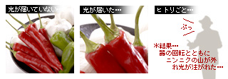 かなりピンボケ 赤唐辛子の撮り方