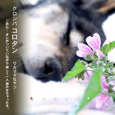 ころたん君 永眠