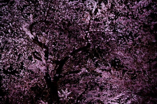 桜吹雪が目に Propithecus Blog