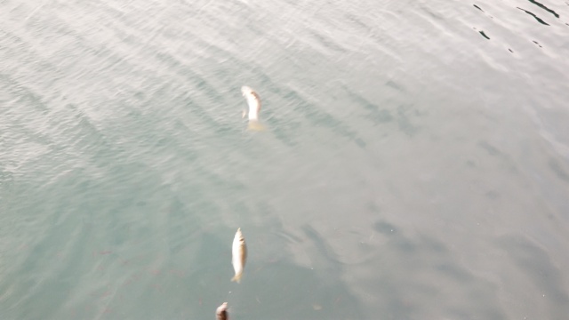 15619855720001.jpg