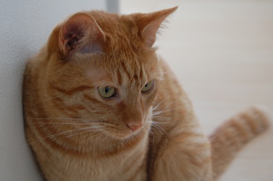 0710kima.jpg