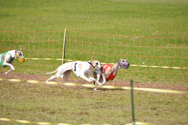 DSC_7947.JPG