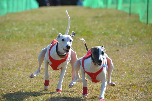 DSC_9833.JPG