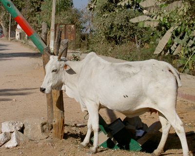 インドで牛発電って?
