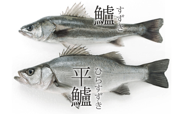 海水魚14 スズキ ヒラスズキ さかなや魚介類図鑑ブログ