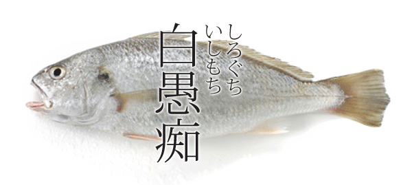 海水魚35 シログチ さかなや魚介類図鑑ブログ