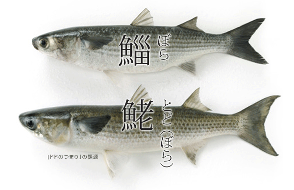 海水魚115 ボラ トド さかなや魚介類図鑑ブログ