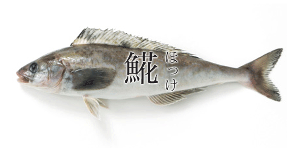 海水魚143 ホッケ さかなや魚介類図鑑ブログ