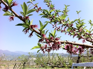 芽かき作業 田草川農園 桃 もも 葡萄ぶどう の栽培