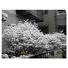 雪が花みたいでキレイ