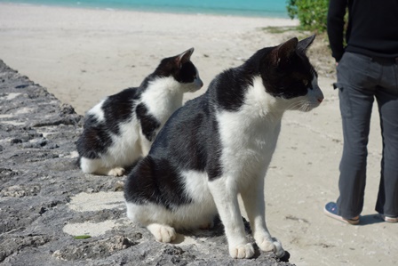 コンドイ浜の野良猫