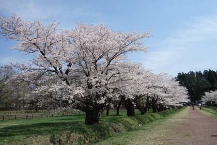 上丸牛舎の桜並木