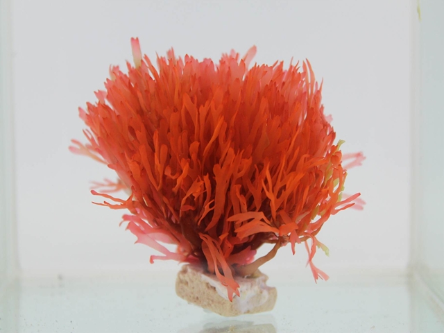 Red Bush_R.JPG