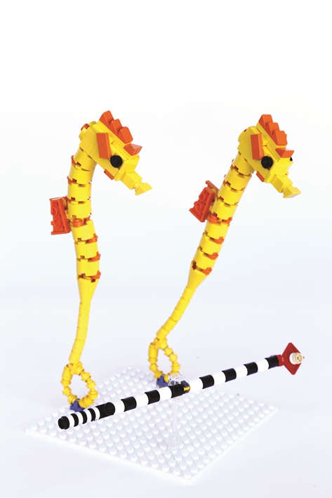 Seahorses and pipefish RS0312 clip_Re.jpg