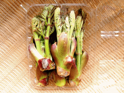 郡上天然山菜 タラの芽