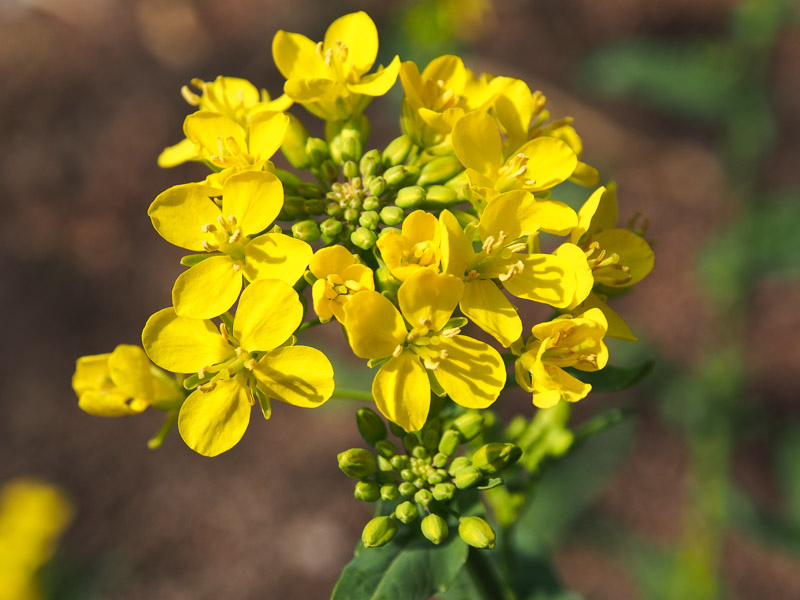 2014高菜の花