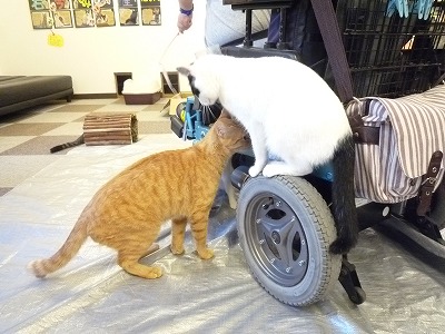 車イスの方3