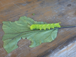 DSCN4364.JPG