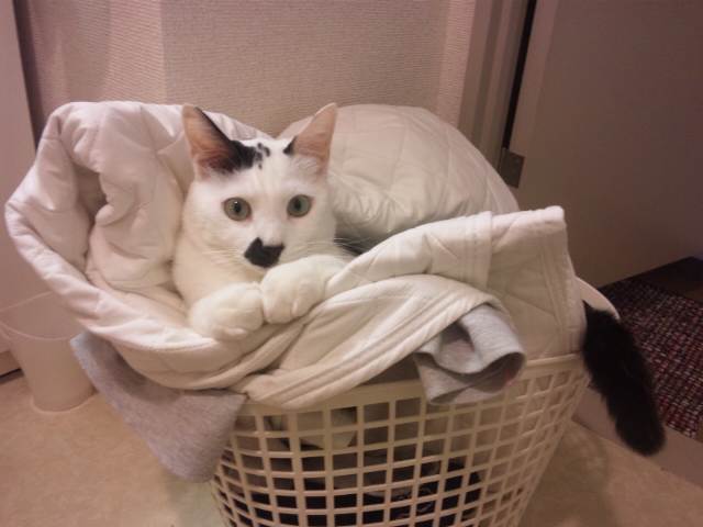 せんたくブー