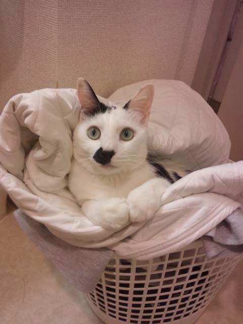 せんたくブー2
