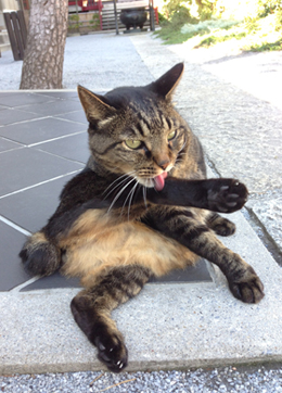 城東動物霊園