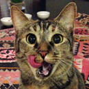 タンバリンちゃん