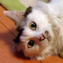 ももちゃん
