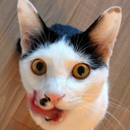 まろ君