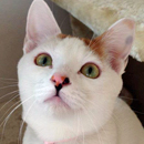 タマちゃん