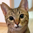 トラくん