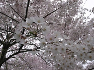 国立劇場 桜